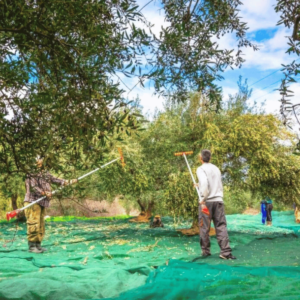 Green Harvesting Nets for Olives